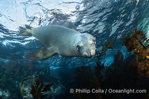 A young California sea lion pup hovers upside down, looking down curiously at the photographer below it, in the shallows of the sea lion colony at the Coronado Islands, Mexico, Zalophus californianus, Coronado Islands (Islas Coronado)