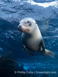 A young California sea lion pup hovers upside down, looking down curiously at the photographer below it, in the shallows of the sea lion colony at the Coronado Islands, Mexico, Zalophus californianus, Coronado Islands (Islas Coronado)