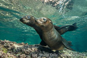 Young California sea lion pups underwater, Sea of Cortez, Mexico