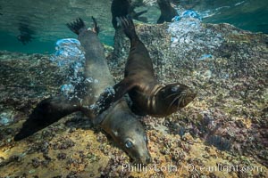 Young California sea lion pups underwater, Sea of Cortez, Mexico, Zalophus californianus