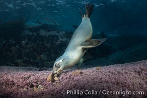California sea lion playing with rocks underwater, Coronados Islands, Baja California, Mexico, Zalophus californianus, Coronado Islands (Islas Coronado)
