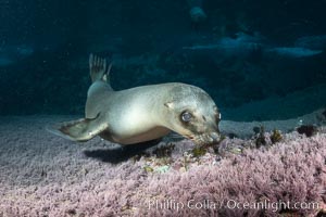 Portrait of a young California sea lion underwater, Coronados Islands, Baja California, Mexico, Zalophus californianus, Coronado Islands (Islas Coronado)