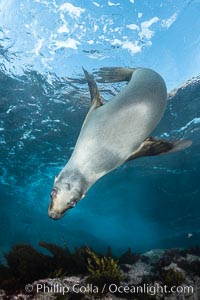 Portrait of a young California sea lion underwater, Coronados Islands, Baja California, Mexico. Coronado Islands (Islas Coronado), Zalophus californianus, natural history stock photograph, photo id 35859