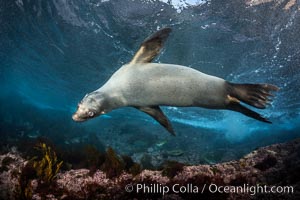 Portrait of a young California sea lion underwater, Coronados Islands, Baja California, Mexico, Zalophus californianus, Coronado Islands (Islas Coronado)