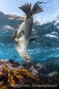 Portrait of a young California sea lion underwater, Coronados Islands, Baja California, Mexico, Zalophus californianus, Coronado Islands (Islas Coronado)