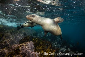 Portrait of a young California sea lion underwater, Coronados Islands, Baja California, Mexico, Zalophus californianus, Coronado Islands (Islas Coronado)