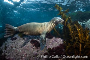 Portrait of a young California sea lion underwater, Coronados Islands, Baja California, Mexico. Coronado Islands (Islas Coronado), Zalophus californianus, natural history stock photograph, photo id 35866