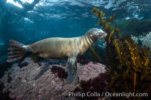 Portrait of a young California sea lion underwater, Coronados Islands, Baja California, Mexico, Zalophus californianus, Coronado Islands (Islas Coronado)