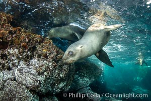 Portrait of a young California sea lion underwater, Coronados Islands, Baja California, Mexico, Zalophus californianus, Coronado Islands (Islas Coronado)