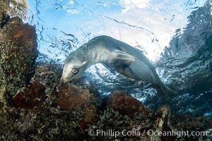 Portrait of a young California sea lion underwater, Coronados Islands, Baja California, Mexico, Zalophus californianus, Coronado Islands (Islas Coronado)