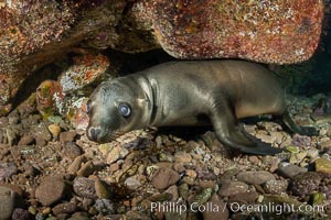 Portrait of a young California sea lion underwater, Coronados Islands, Baja California, Mexico, Zalophus californianus, Coronado Islands (Islas Coronado)