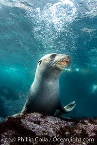 Portrait of a young California sea lion underwater, Coronados Islands, Baja California, Mexico, Zalophus californianus, Coronado Islands (Islas Coronado)