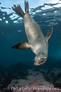 Portrait of a young California sea lion underwater, Coronados Islands, Baja California, Mexico, Zalophus californianus, Coronado Islands (Islas Coronado)