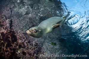 Portrait of a young California sea lion underwater, Coronados Islands, Baja California, Mexico, Zalophus californianus, Coronado Islands (Islas Coronado)