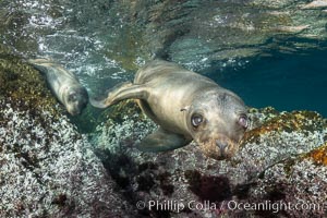 Portrait of a young California sea lion underwater, Coronados Islands, Baja California, Mexico, Zalophus californianus, Coronado Islands (Islas Coronado)