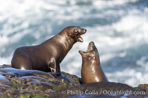 Young California sea lions mock jousting on a reef in La Jolla