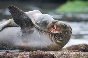 Young California sea lions play at La Jolla Cove, Zalophus californianus