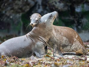 Young California sea lions play at La Jolla Cove, Zalophus californianus