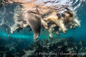 Young California sea lions playing underwater, Coronados Islands, Baja California, Mexico. Coronado Islands (Islas Coronado), Zalophus californianus, natural history stock photograph, photo id 35854