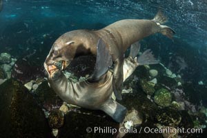 Young California sea lions playing underwater, Coronados Islands, Baja California, Mexico, Zalophus californianus, Coronado Islands (Islas Coronado)