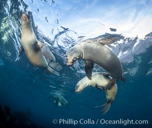 Young California sea lions playing underwater, Coronados Islands, Baja California, Mexico, Zalophus californianus, Coronado Islands (Islas Coronado)