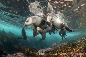 Young California sea lions playing underwater, Coronados Islands, Baja California, Mexico, Zalophus californianus, Coronado Islands (Islas Coronado)