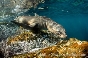 Young California sea lions playing underwater, Coronados Islands, Baja California, Mexico, Zalophus californianus, Coronado Islands (Islas Coronado)