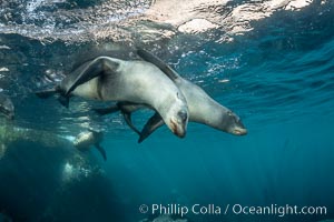 Young California sea lions playing underwater, Coronados Islands, Baja California, Mexico, Zalophus californianus, Coronado Islands (Islas Coronado)