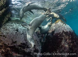 Young California sea lions playing underwater, Coronados Islands, Baja California, Mexico, Zalophus californianus, Coronado Islands (Islas Coronado)