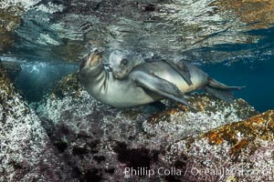 Young California sea lions playing underwater, Coronados Islands, Baja California, Mexico, Zalophus californianus, Coronado Islands (Islas Coronado)