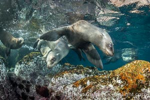 Young California sea lions playing underwater, Coronados Islands, Baja California, Mexico, Zalophus californianus, Coronado Islands (Islas Coronado)