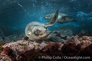 Young California sea lions playing underwater, Coronados Islands, Baja California, Mexico, Zalophus californianus, Coronado Islands (Islas Coronado)