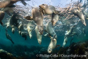 Young California sea lions playing underwater, Coronados Islands, Baja California, Mexico, Zalophus californianus, Coronado Islands (Islas Coronado)