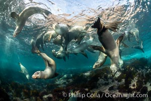 Young California sea lions playing underwater, Coronados Islands, Baja California, Mexico, Zalophus californianus, Coronado Islands (Islas Coronado)