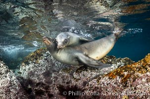 Young California sea lions playing underwater, Coronados Islands, Baja California, Mexico, Zalophus californianus, Coronado Islands (Islas Coronado)