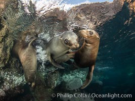 Young California sea lions playing underwater, Coronados Islands, Baja California, Mexico, Zalophus californianus, Coronado Islands (Islas Coronado)