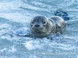Pacific Harbor Seal Pup in La Jolla About One Week Old. This young seal will be weaned off its mothers milk and care when it is about four to six weeks old, and before that time it must learn how to forage for food on its own, a very difficult time for a young seal, Phoca vitulina richardsi