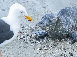 Pacific Harbor Seal Pup in La Jolla About One Week Old. This young seal will be weaned off its mothers milk and care when it is about four to six weeks old, and before that time it must learn how to forage for food on its own, a very difficult time for a young seal, Phoca vitulina richardsi