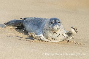 Pacific Harbor Seal Pup in La Jolla About One Week Old. This young seal will be weaned off its mothers milk and care when it is about four to six weeks old, and before that time it must learn how to forage for food on its own, a very difficult time for a young seal, Phoca vitulina richardsi