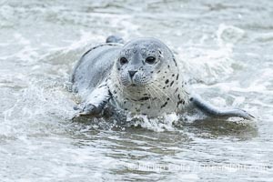 Pacific Harbor Seal Pup in La Jolla About One Week Old. This young seal will be weaned off its mothers milk and care when it is about four to six weeks old, and before that time it must learn how to forage for food on its own, a very difficult time for a young seal, Phoca vitulina richardsi