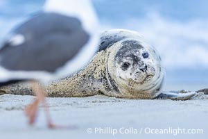 Young Harbor Seal Pup Watches Approaching Sea Gull, Phoca vitulina richardsi, La Jolla, California