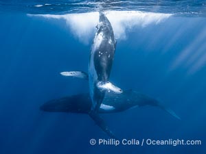 Young humpback whale underwater near Tahiti, Megaptera novaeangliae, Moorea, French Polynesia, France