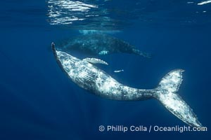 Young humpback whale underwater near Tahiti, Megaptera novaeangliae, Moorea, French Polynesia, France