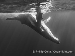 Young humpback whale underwater near Tahiti, Megaptera novaeangliae, Moorea, French Polynesia, France