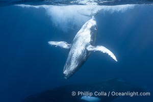 Young humpback whale underwater near Tahiti, Megaptera novaeangliae, Moorea, French Polynesia, France
