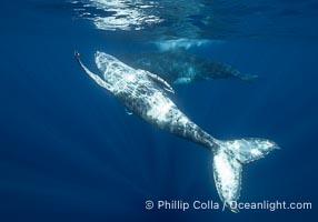 Young humpback whale underwater near Tahiti, Megaptera novaeangliae, Moorea, French Polynesia, France