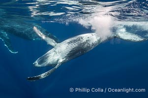 Young humpback whale underwater near Tahiti, Megaptera novaeangliae, Moorea, French Polynesia, France