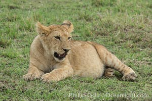 Young lion, Maasai Mara National Reserve, Kenya, Panthera leo