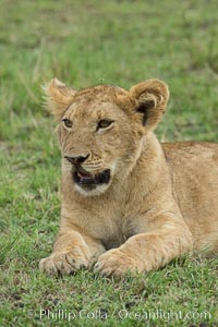 Young lion, Maasai Mara National Reserve, Kenya, Panthera leo