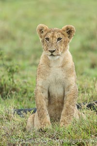 Young lion, Maasai Mara National Reserve, Kenya, Panthera leo